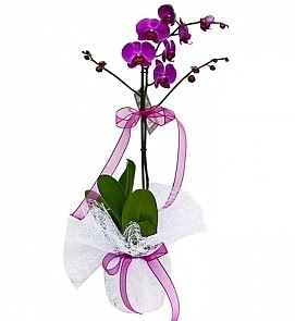 Tek dall saksda ithal mor orkide iei  Idr Akyumak 14 ubat sevgililer gn iek 