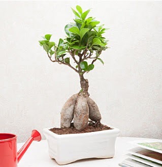 Exotic Ficus Bonsai ginseng  Idr Aralk nternetten iek siparii 