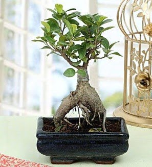 Appealing Ficus Ginseng Bonsai  Idr iek yolla yurtii ve yurtd iek siparii 