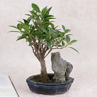Japon aac Evergreen Ficus Bonsai  Idr 14 kasm hediye iek yolla 