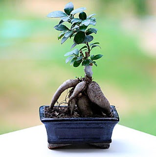 Marvellous Ficus Microcarpa ginseng bonsai  Idr zdemir hediye sevgilime hediye iek 