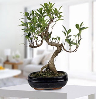 Gorgeous Ficus S shaped japon bonsai  Idr Kla ieki telefonlar 