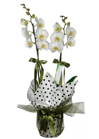ift Dall Beyaz Orkide  Idr iekiler gvenli kaliteli hzl iek 