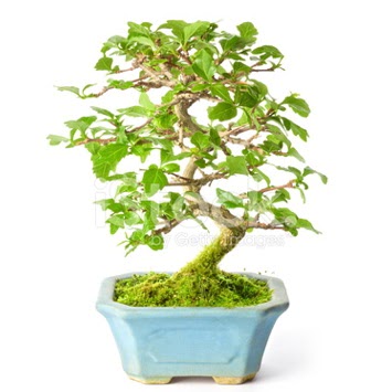 S zerkova bonsai ksa sreliine  Idr Balar ucuz iek gnder 