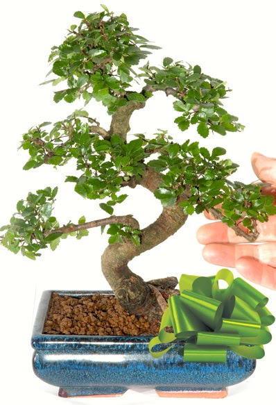 Yaklak 25 cm boyutlarnda S bonsai  Idr Obaky cicekciler , cicek siparisi 