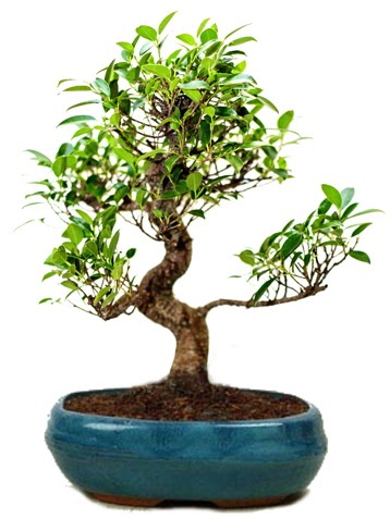 25 cm ile 30 cm aralığında Ficus S bonsai  Iğdır 14 kasım hediye çiçek yolla 