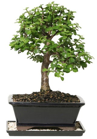 15 cm civar Zerkova bonsai bitkisi  Idr Obaky cicekciler , cicek siparisi 