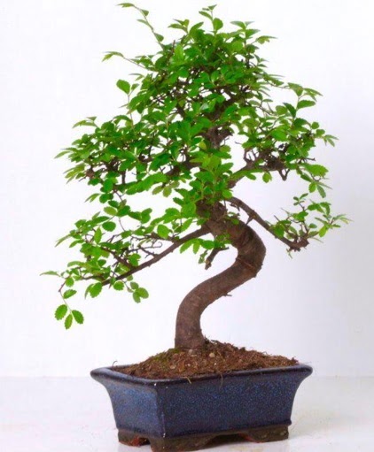 S gvdeli bonsai minyatr aa japon aac  Idr 14 kasm hediye iek yolla 