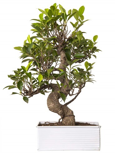 Exotic Green S Gvde 6 Year Ficus Bonsai  Idr 14 kasm hediye iek yolla 
