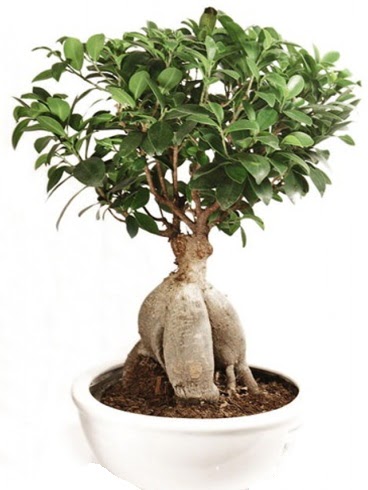 Ginseng bonsai japon aac ficus ginseng  Idr Balar ucuz iek gnder 