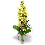  Iğdır Bağlar ucuz çiçek gönder  cam vazo içerisinde tek dal canli orkide