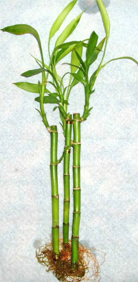 Lucky Bamboo 3 adet vazo hediye edilir   Idr Hohaber iek servisi , ieki adresleri 