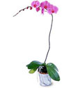  Iğdır Yaycı çiçek mağazası , çiçekçi adresleri  Orkide ithal kaliteli orkide 