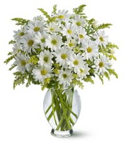 Vazo içerisinde beyaz krizantem çiçekleri  Iğdır Halfeli cicek , cicekci 