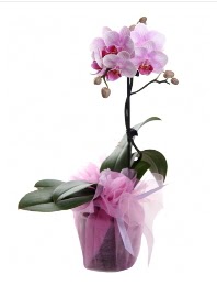 1 dal pembe orkide saksı çiçeği  Iğdır Tuzluca çiçek yolla 