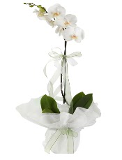 1 dal beyaz orkide çiçeği  Iğdır Özdemir hediye sevgilime hediye çiçek 