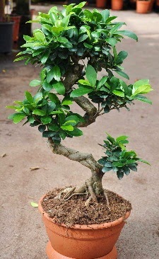 Orta boy bonsai saksı bitkisi  Iğdır Melekli anneler günü çiçek yolla 