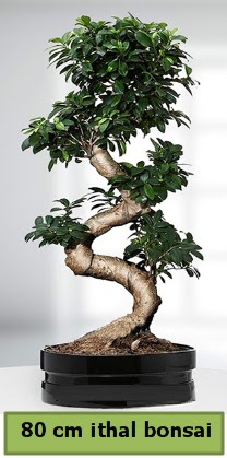 80 cm özel saksıda bonsai bitkisi  Iğdır Karaağaç internetten çiçek satışı 