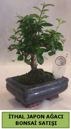 İthal japon ağacı bonsai bitkisi satışı  Iğdır Karaağaç internetten çiçek satışı 