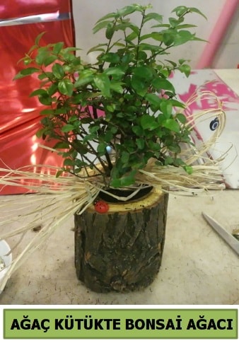 Doğal ağaç kütük içerisinde bonsai ağacı  Iğdır 14 kasım hediye çiçek yolla 