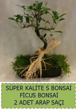 Ficus S Bonsai ve arap saçı  Iğdır Karaağaç internetten çiçek satışı 