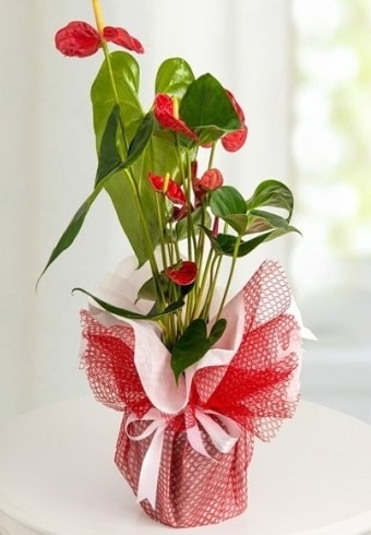 Anthurium Saksı Çiçeği  Iğdır Aşağı erhacı online çiçek gönderme sipariş 