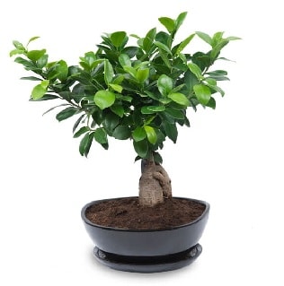 Ginseng bonsai ağacı özel ithal ürün  Iğdır Enginalan uluslararası çiçek gönderme 