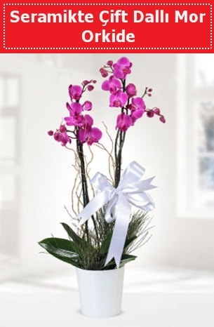 Seramikte Çift Dallı Mor Orkide  Iğdır çiçek yolla yurtiçi ve yurtdışı çiçek siparişi 