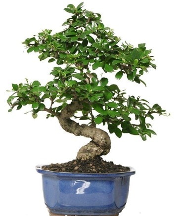 21 ile 25 cm arası özel S bonsai japon ağacı  Iğdır Karaağaç internetten çiçek satışı 