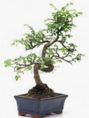 S gövde bonsai minyatür ağaç japon ağacı  Iğdır 7 kasım çiçekçiler 