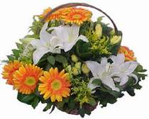  Iğdır Alikamerli çiçek satışı  sepet modeli Gerbera kazablanka sepet